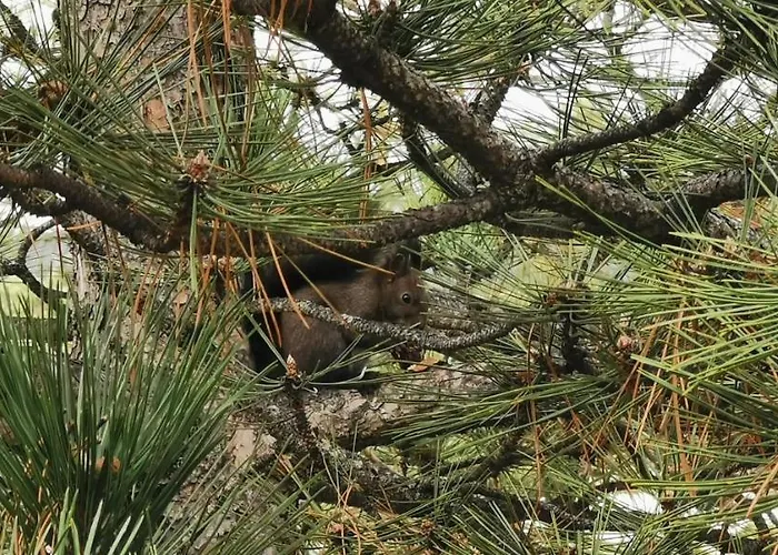 Papillon 3 Апартаменты